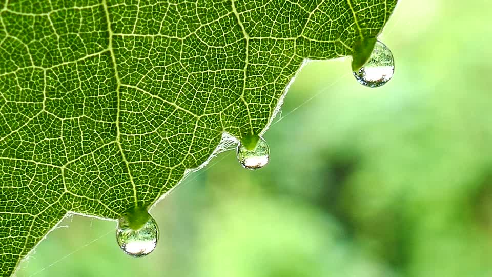 Leaf wine grape leaves