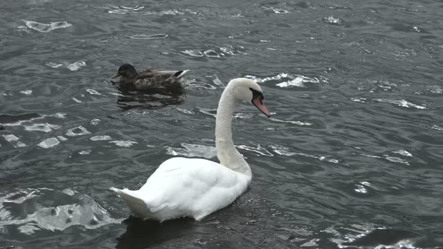 Swan lake water