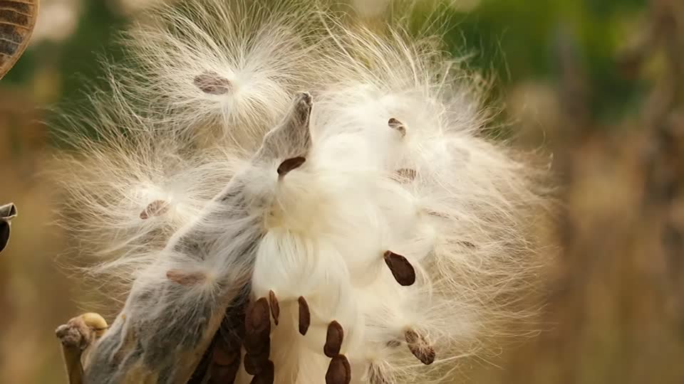 Autumn plant seeds