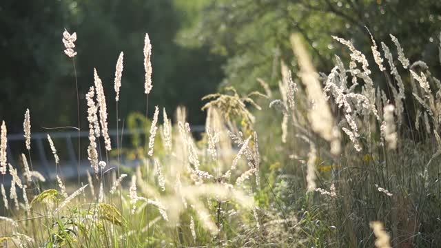 Nature grass plants
