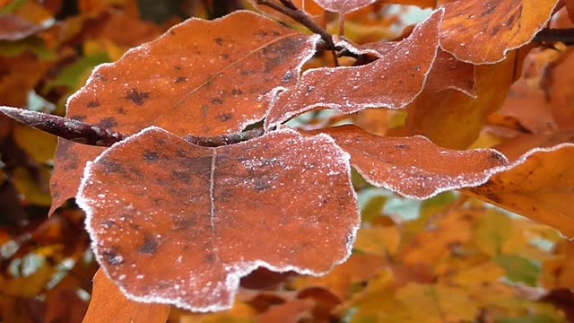 Trees leaves autumn