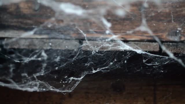 Spiderweb web spider