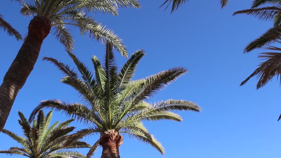 Palm palm trees nature