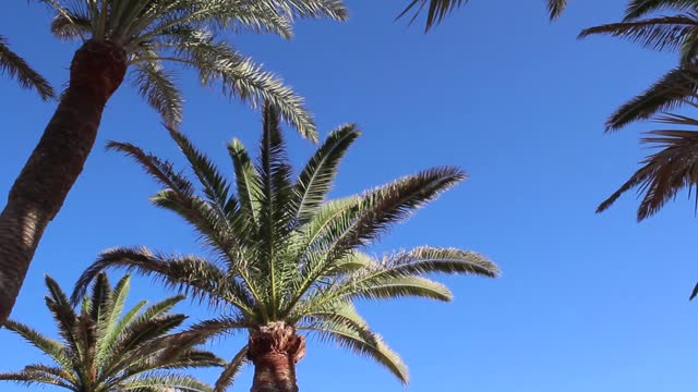 Palm palm trees nature