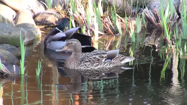Ducks animal pond