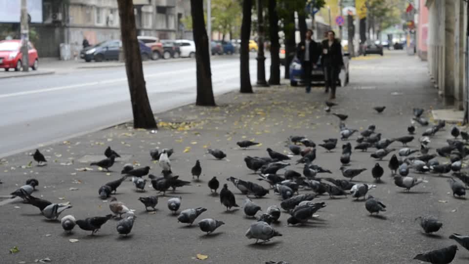 Pigeon flight bird