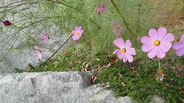 Cosmos flower autumn