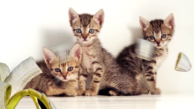 Funny cat fruit banana