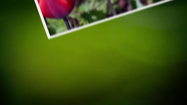 Annca flower pictures