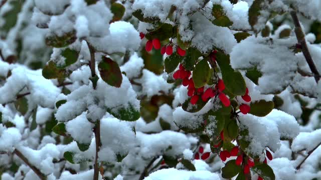 Autumn winter siberia