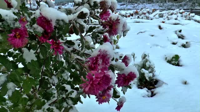 Chrysanthemums under the snow flowers snow