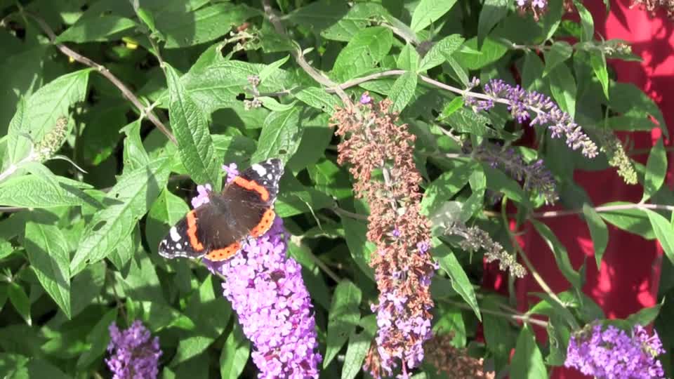 Red admiral butterfly insect