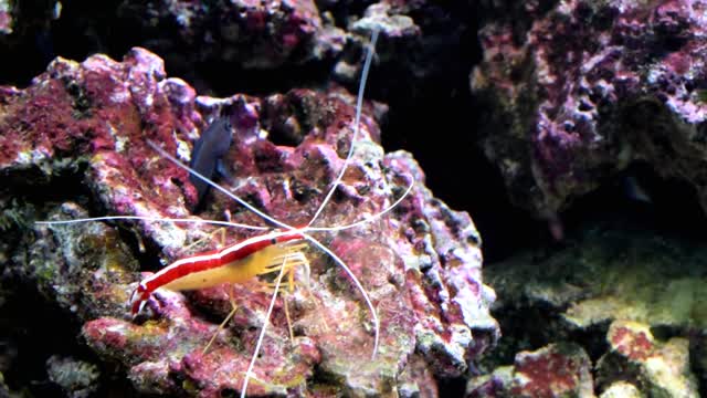 Aquarium shrimp sea