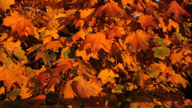 Fall leaves orange