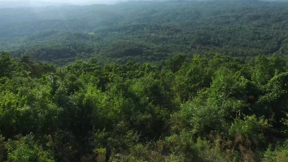 Forest trees aerial