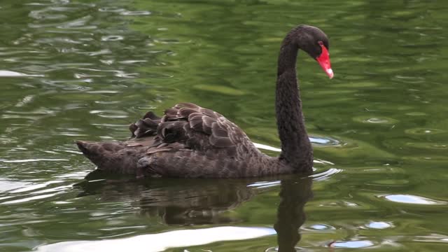Black swan swan watertight