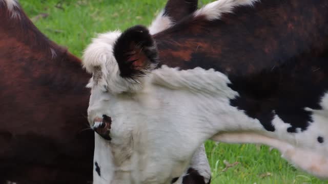Cow livestock field