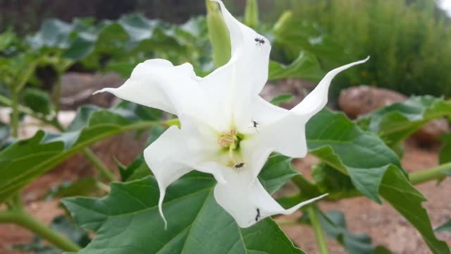 Ants flower white
