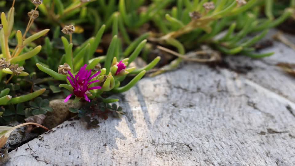 Ants flowers flower