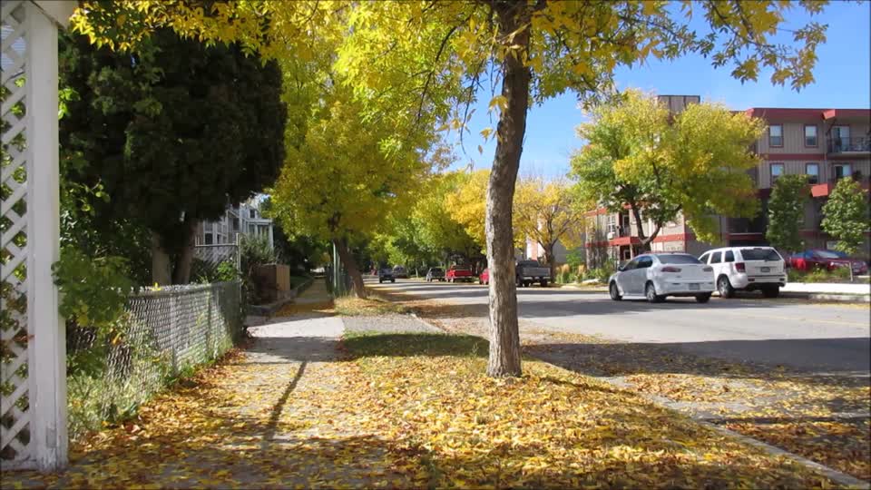 Street autumn cars