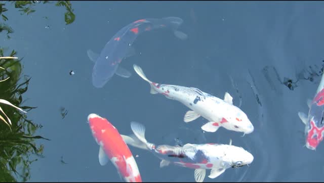 Koi carp fishes