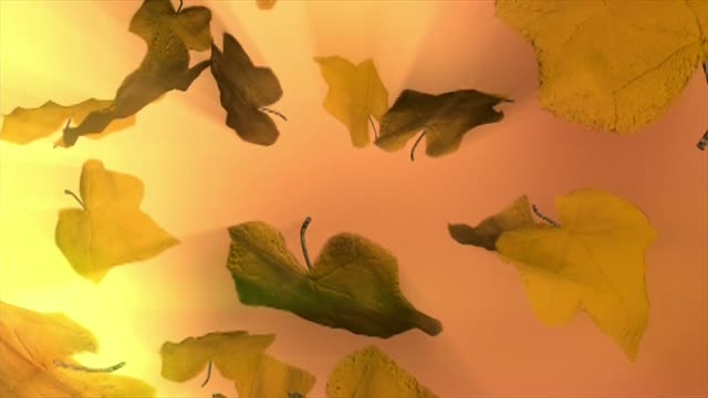 Autumn fall leaves