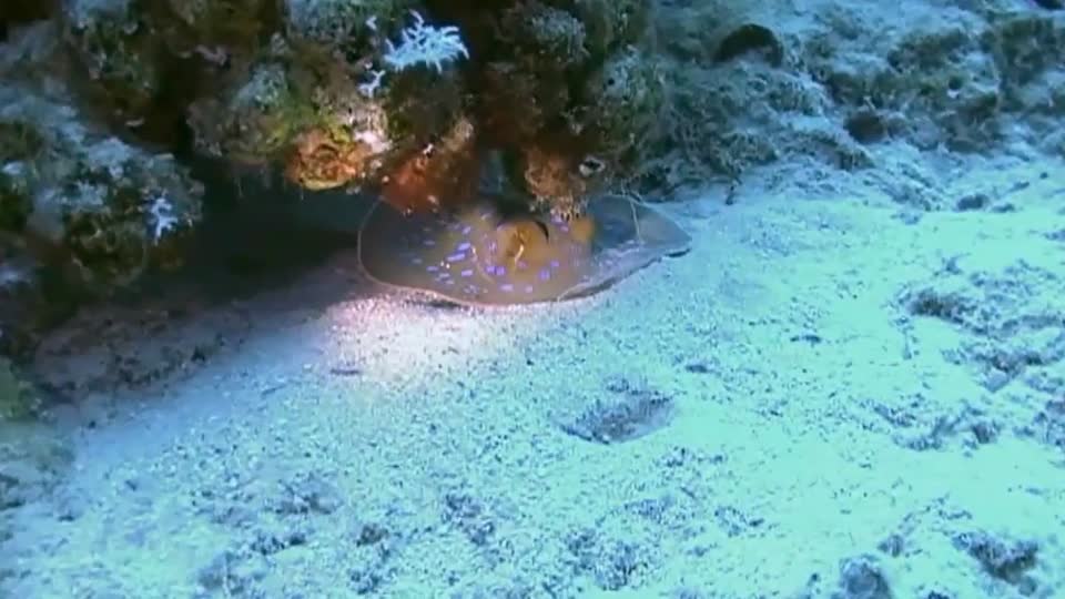 Sea diving underwater