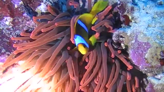 Diving sea barrier reef