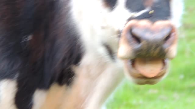 Cows love friendship
