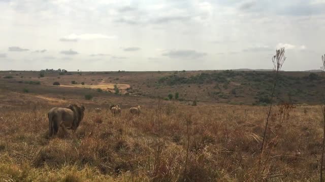 Lion animal safari