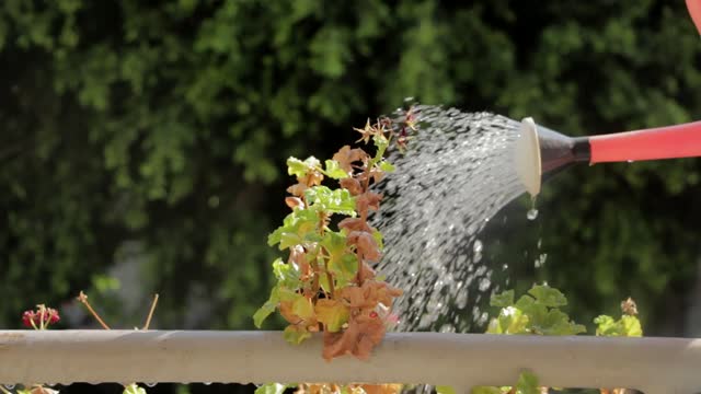 Plant watering grow