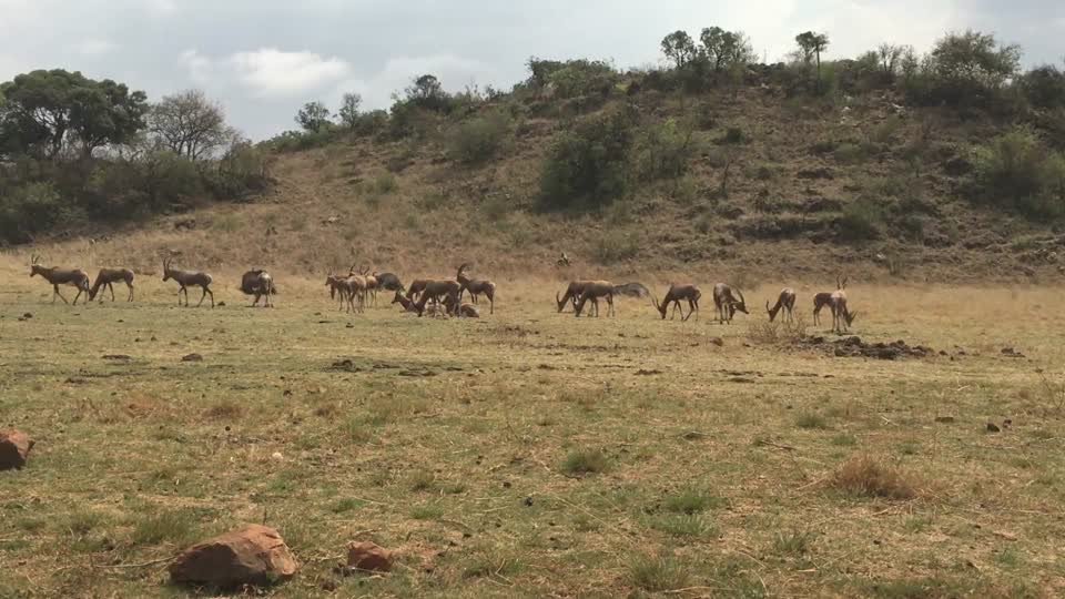 Africa animals wilderness