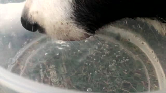Dog drink tongue