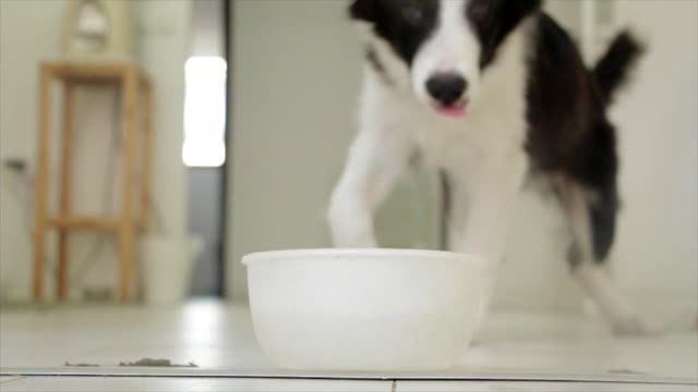 Dog drinking pet
