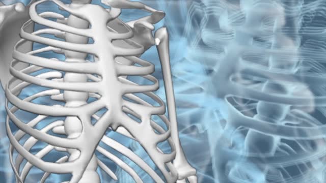 Bones skeletal human