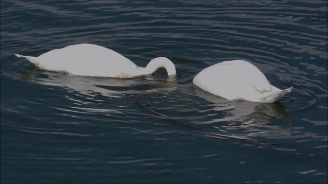 Swan swans waterfowl