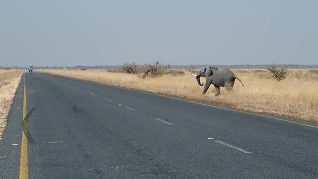 Elephant road botswana