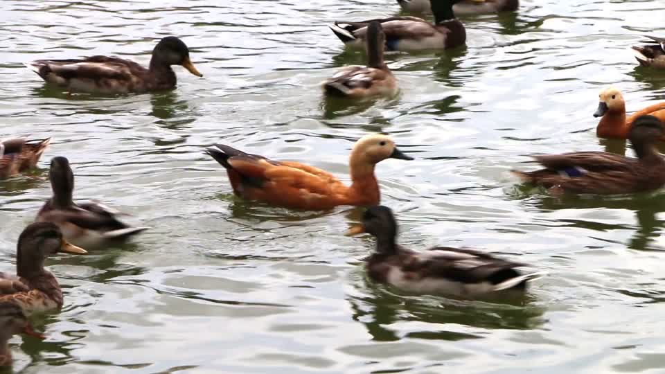 Duck the park pond