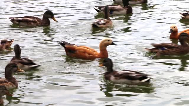 Duck the park pond