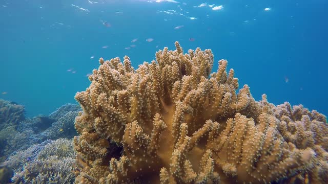 Coral ocean underwater