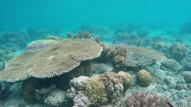 Sting ray fish marine