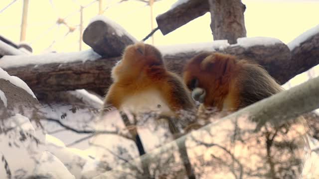 Zoo animal nature