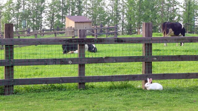 Country side farm animals