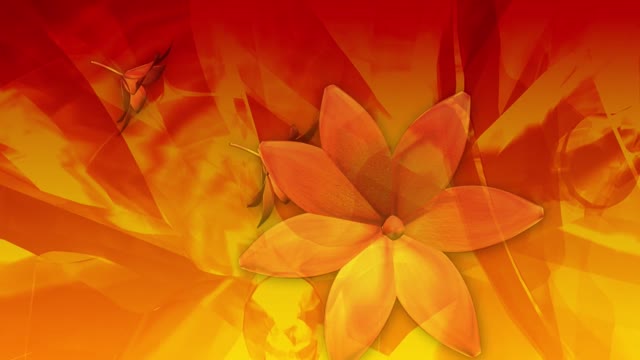 Flowers orange love