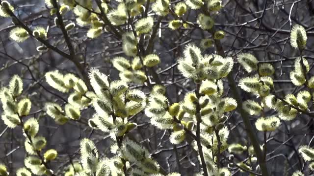 Nature spring trees