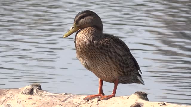 Wild duck nature river