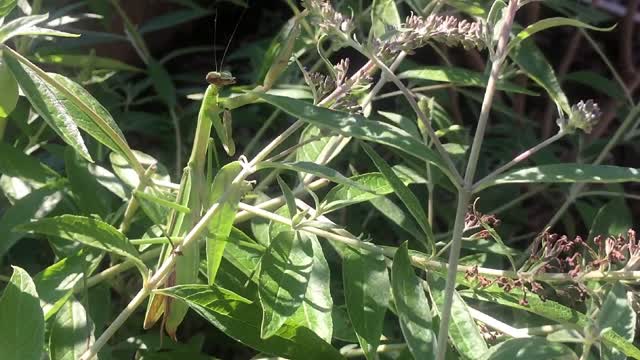 Praying mantis insect foliage