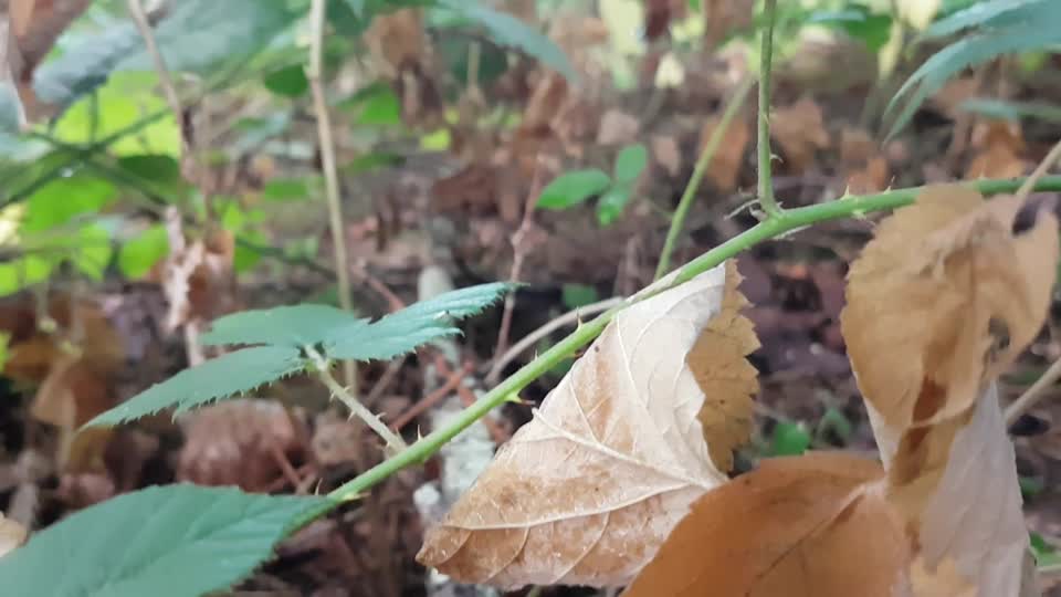 Forest forest floor plants
