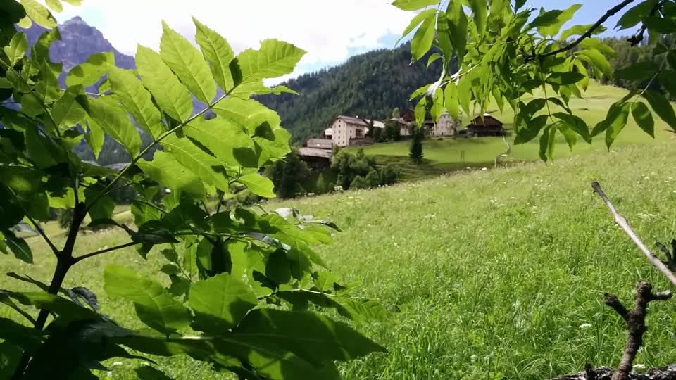 Longiarù wind leaves