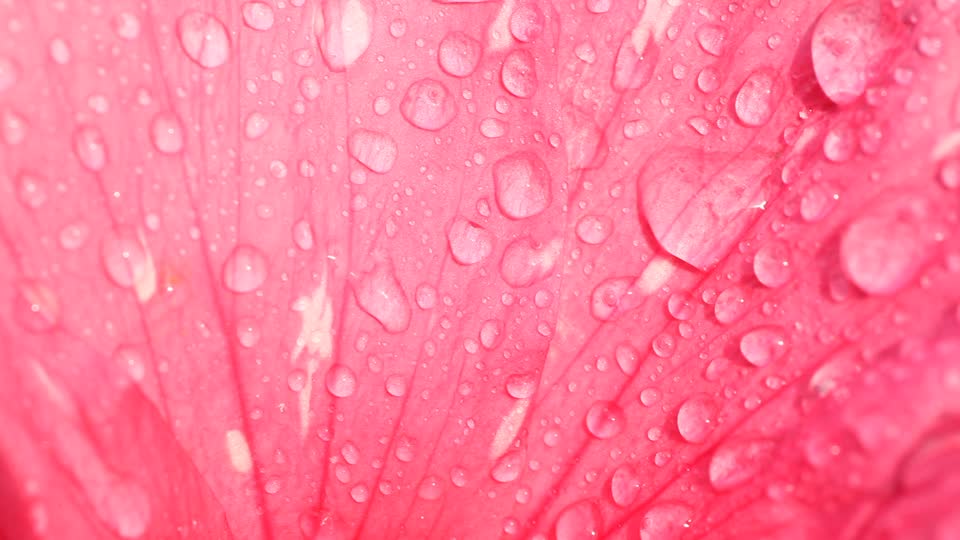 Rose bloom blooming